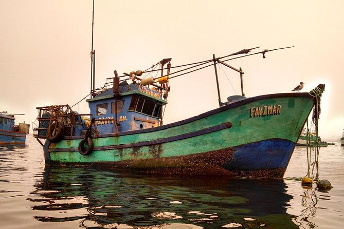 marine-wildlife-observation-in-a-fishing-village