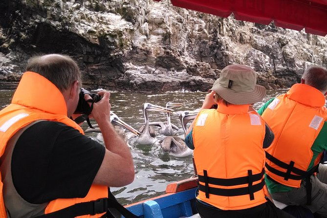marine-wildlife-observation-in-a-fishing-village
