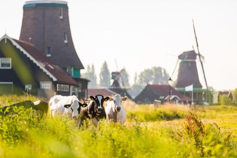 marken-volendam-and-edam-full-day-tour-from-amsterdam