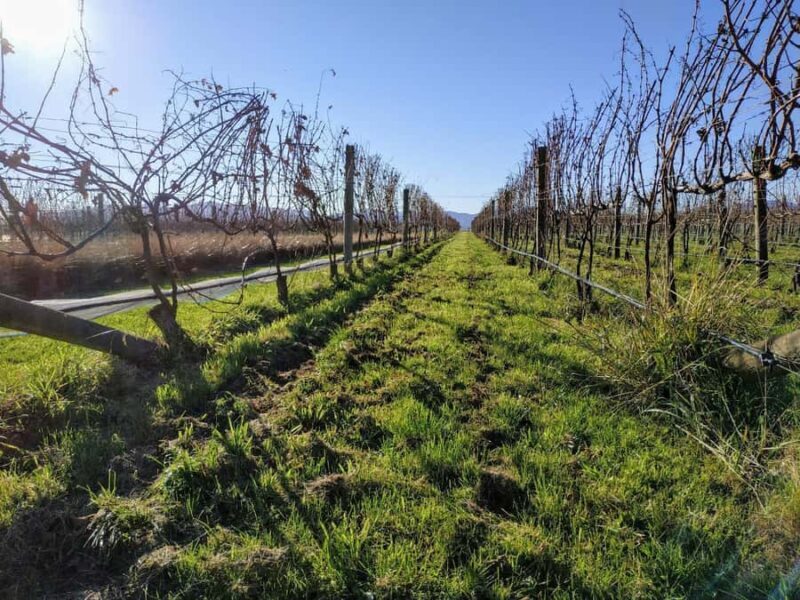 Marlborough: Blenheim Wine Tour; Afternoon of Wine only - Marlborough: Blenheim Wine Tour; Afternoon of Wine only – A Practical Guide