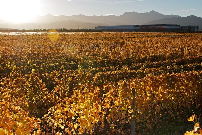 Marlborough Discovery Full Day Wine Tour - Blenheim - Practical Details and Tips