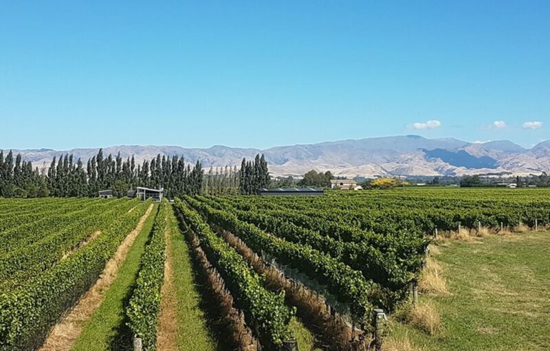 Marlborough: Full-Day Private Driving Wine Tour - An In-Depth Look at the Marlborough Private Wine Tour