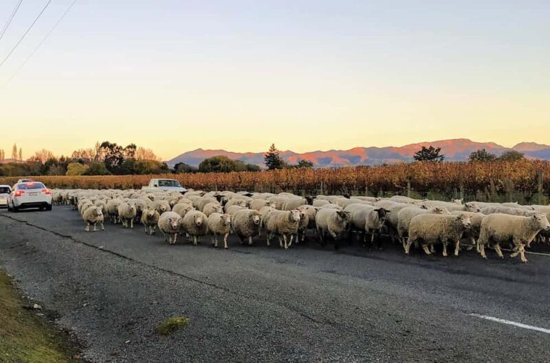Marlborough: Full-Day Wine Tour - The Value: Is It Worth It?