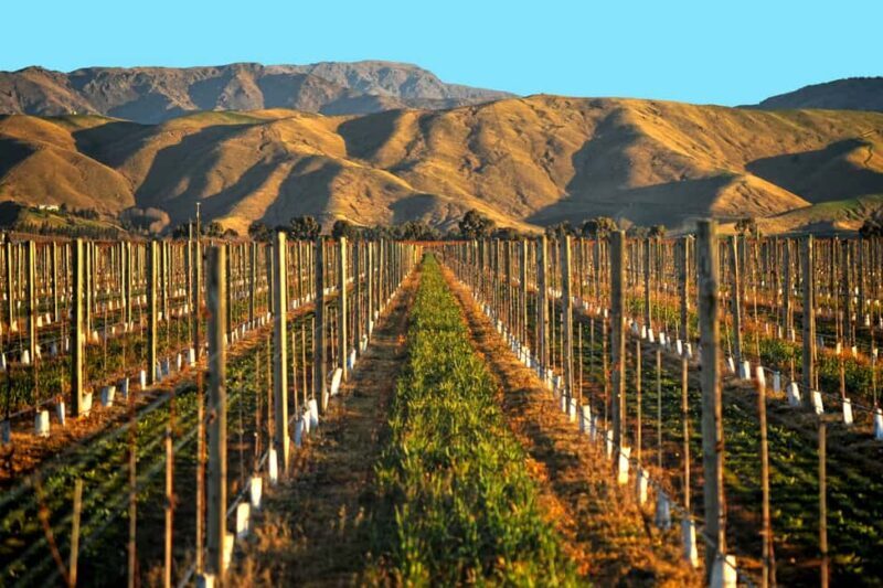 Marlborough Full Day Wine Tour from Blenheim - FAQ