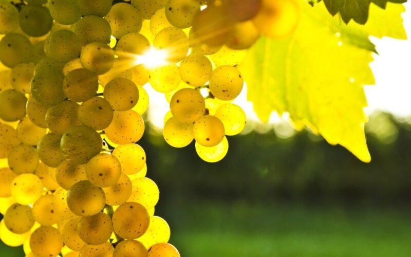 Marlborough Full Day Wine Tour - Key Points
