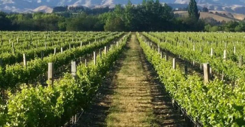 Marlborough Full Day Wine Tour - The Itinerary in Detail