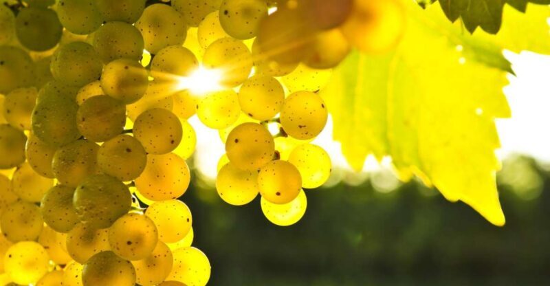Marlborough Half-Day Wine Tour from Blenheim - Who Is This Tour Best For?