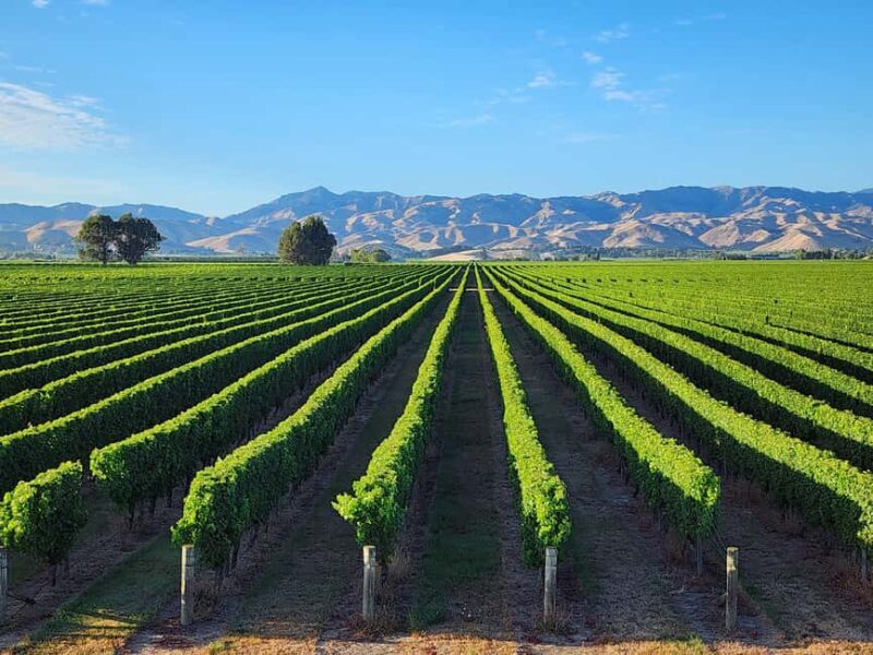 Marlborough Private Boutique Wine Tour - What Makes this Tour Stand Out?