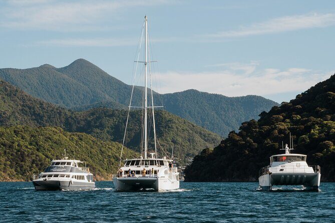 Marlborough Sounds Greenshell Mussel Tasting Cruise - An Authentic Taste of Marlborough in Just Three Hours