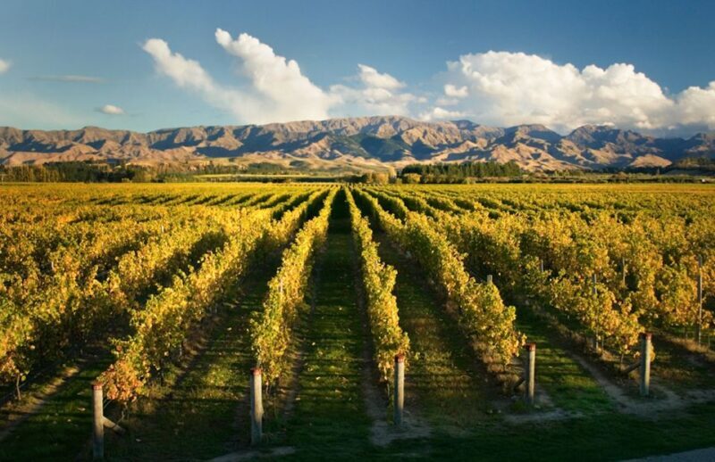 Marlborough: Wineries Visit and Tasting Session - An In-Depth Look at the Marlborough Wineries Tour