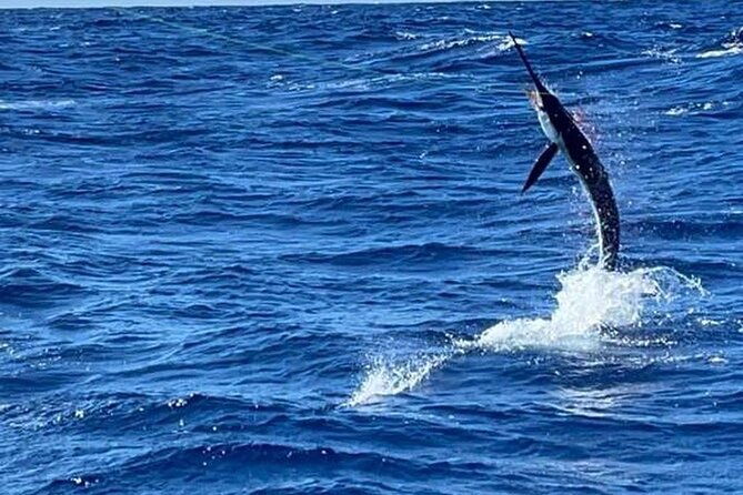 marlin-fever-at-marina-cap-cana-private-sportfishing-charter