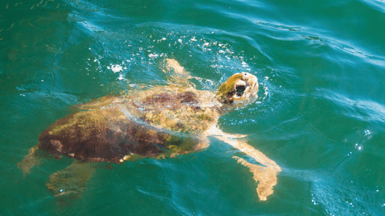 marmaris-dalyan-turtle-beach-and-kizilkum-bay-boat-tour