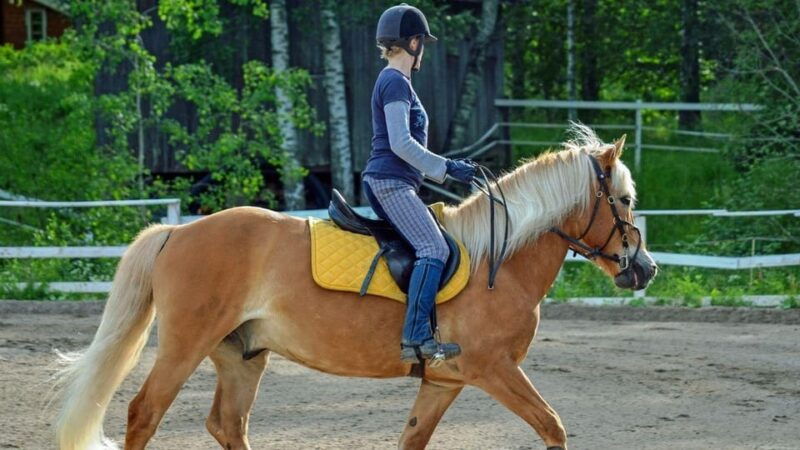 marmaris-horse-safari-2