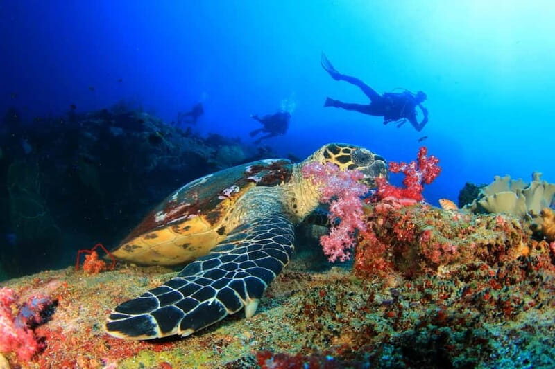 Marmaris: Scuba Diving, Incl. 2 Dive, Lunch w/Hotel Transfer - Frequently Asked Questions