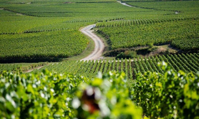 marne-2-day-champagne-tour-with-tastings-and-lunches