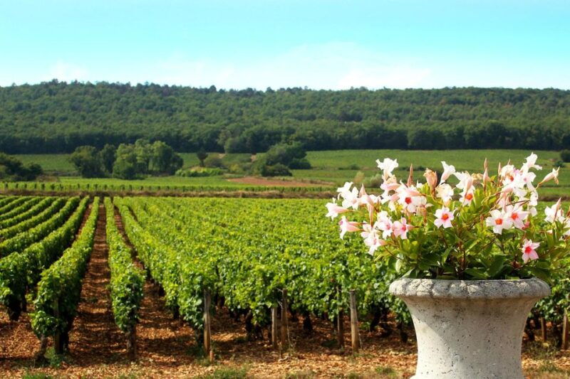 marne-2-day-champagne-tour-with-tastings-and-lunches