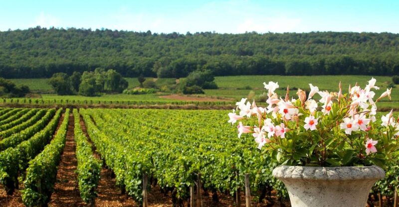 marne-champagne-region-private-day-tour-with-lunch