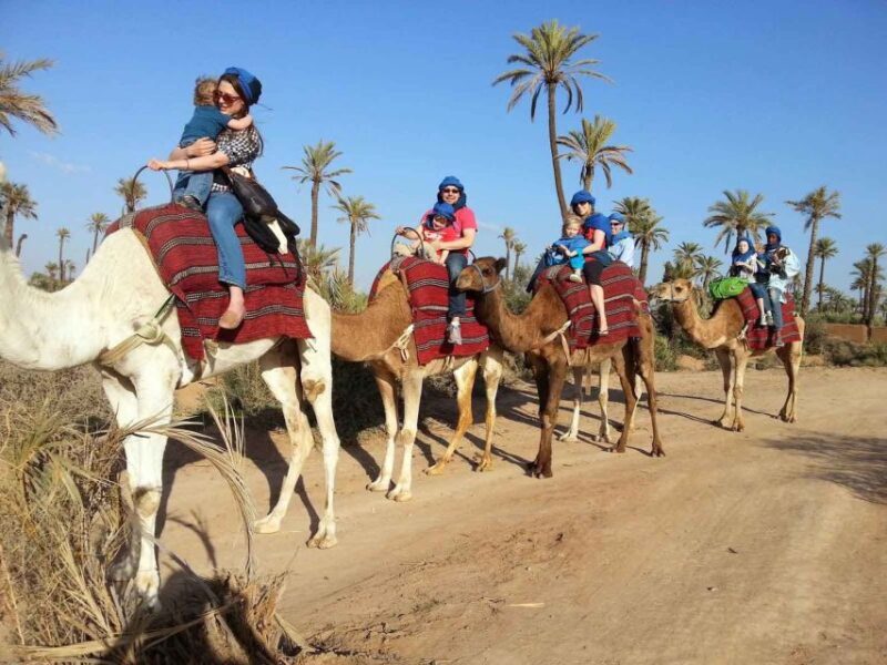 Marrakech : 1-Hour Camel Ride Through the Palm Grove - Key Points
