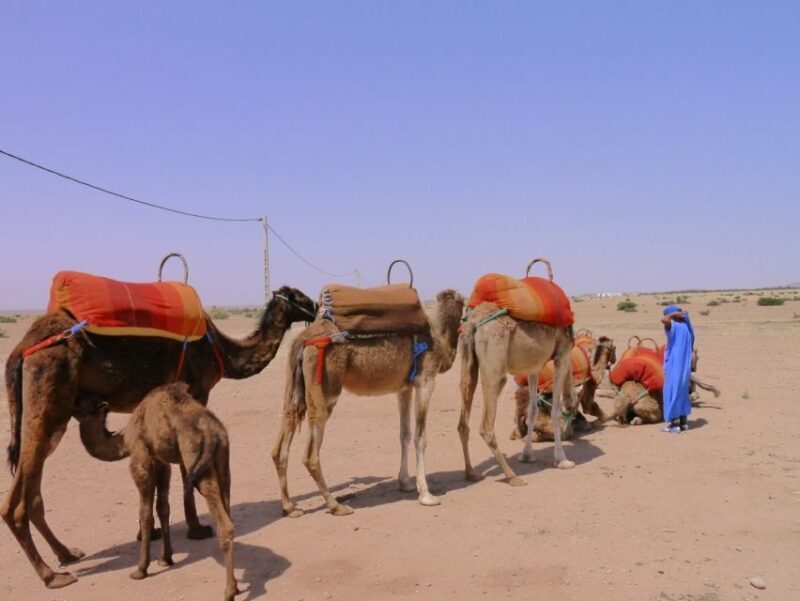 Marrakech : 1-Hour Camel Ride Through the Palm Grove - FAQs