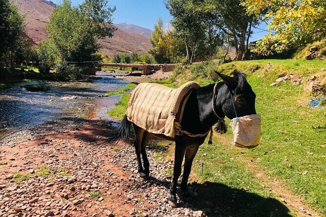 Marrakech: 2-Day Atlas Mountains Trek with Village Stay - Key Points