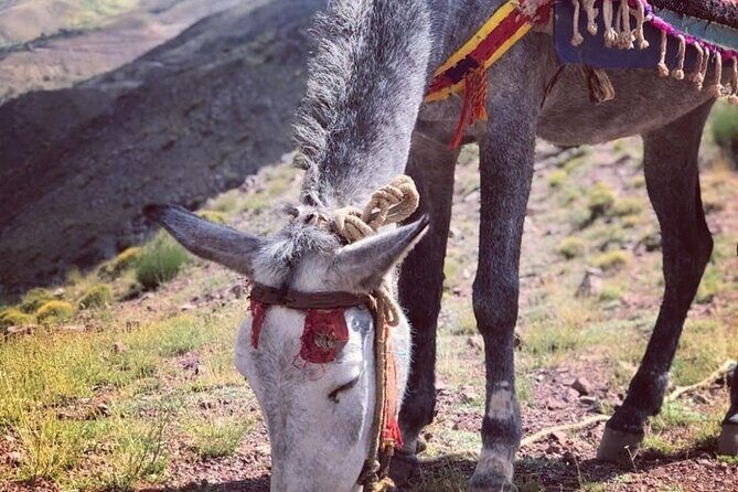 Marrakech: 2-Day Atlas Mountains Trek with Village Stay - The Sum Up