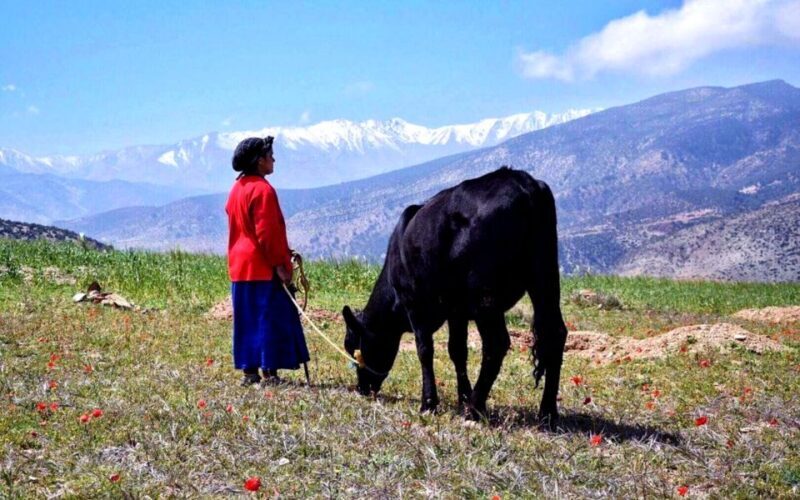 Marrakech: 2-Day Atlas Villages Trekking Tour - Exploring Morocco’s Atlas Villages in Comfort and Style