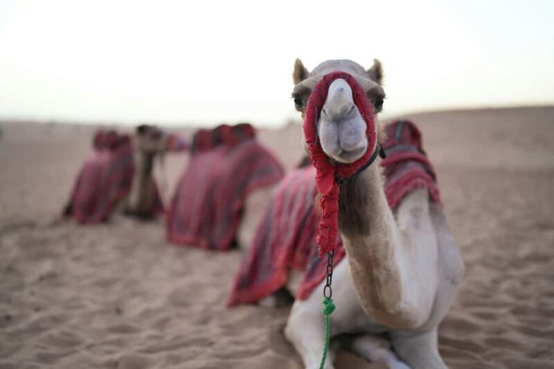 Marrakech: 3-day Merzouga Desert, Camel, Quad & Privat Tent - Frequently Asked Questions