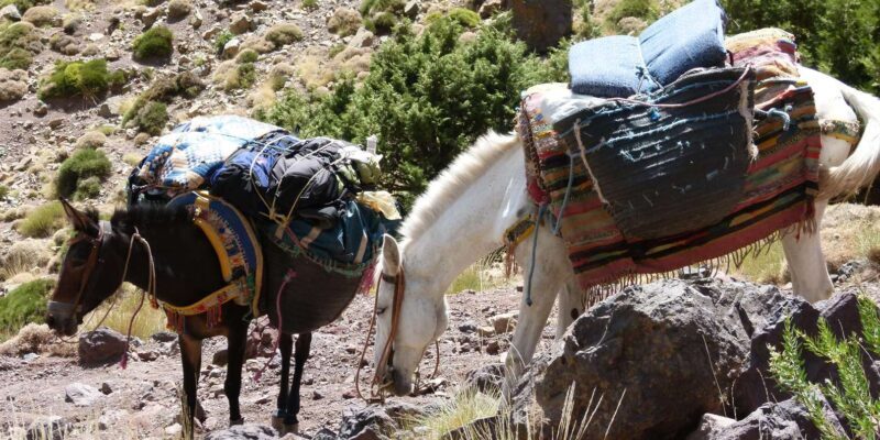 Marrakech: 3 Day Trek Atlas Mountains and Berber Villages - Final Thoughts
