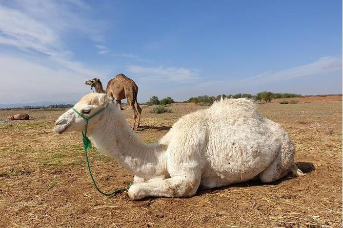 Marrakech: Agafay Desert Dinner, Camel Ride & Quad Biking. - FAQ
