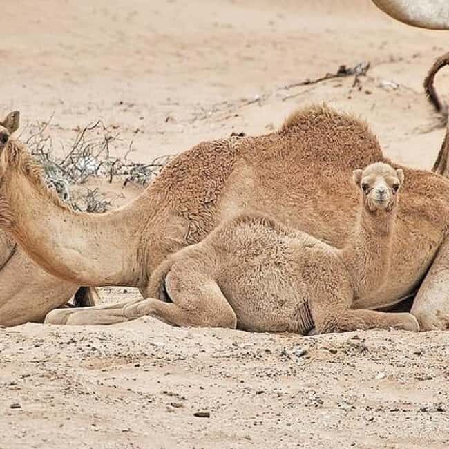 Marrakech: Agafay Desert Quad & Camel Rides Whit Dinner Show - FAQ