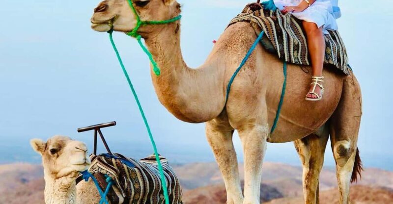 Marrakech: Agafay Desert Quad & Camel Rides with Dinner Show - Authentic Experiences: What Guests Say