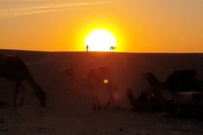 Marrakech: Agafay Desert Tour with Quad, Camel Ride & Dinner - What Travelers Say