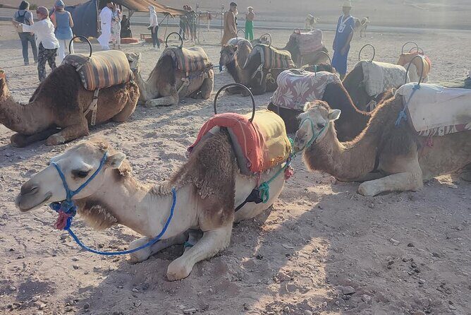 Marrakech: Agafay Desert Tour with Quad, Camel Ride & Dinner - FAQ