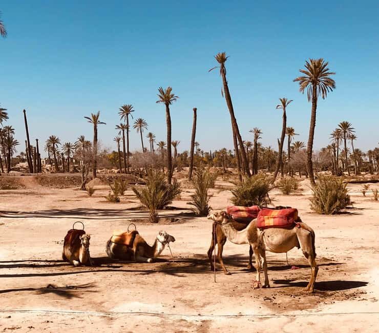 Marrakech: Agafay, Quad, Camel, Dinner, Pool, Dinner show - Final Thoughts