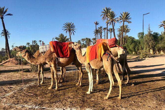 Marrakech Airport Transfers - Who Should Consider This Service?