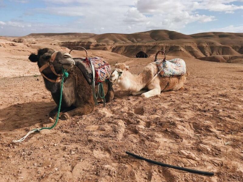 Marrakech: Atlas Mountains, 3 Valleys & Agafay Desert Tour - Authentic Experiences & Considerations
