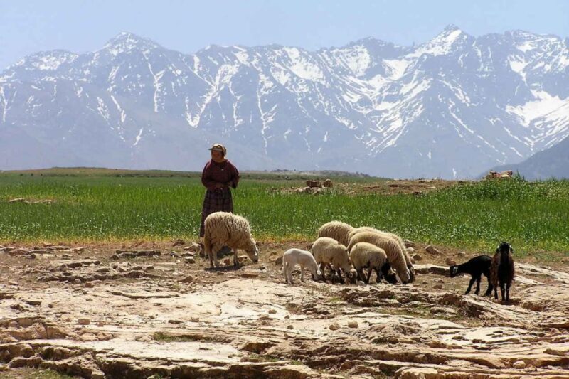 Marrakech: Atlas Mountains and Desert Safari with Lunch - Authentic Berber Lunch with a View