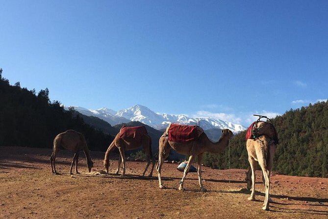 Marrakech: Atlas Mountains & Berber Villages Tour & Camel Ride - The Sum Up