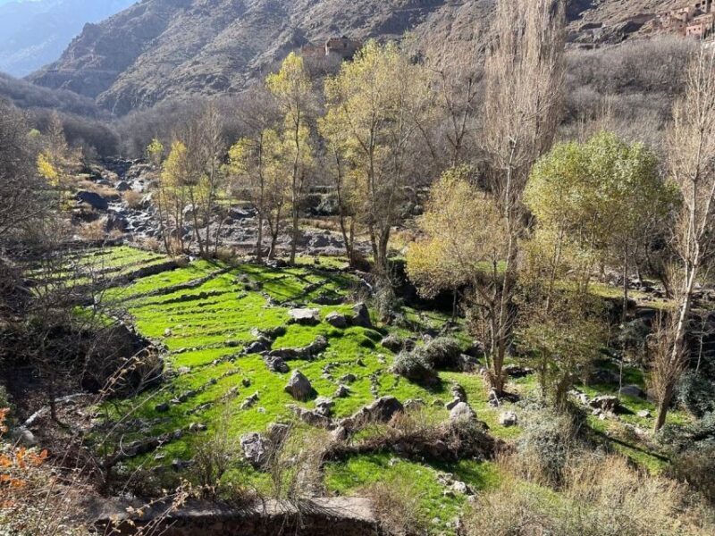 Marrakech: Atlas Mountains, Camel Ride, Waterfalls, & Lunch - Lunch in a Berber Home: Authentic Flavors & Hospitality