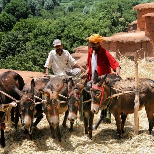 Marrakech: Atlas Mountains Tour With Lunch in Berber House - Practical Aspects of the Tour