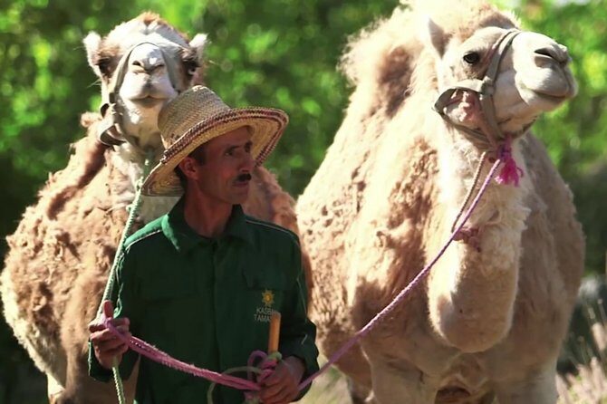 Marrakech: Atlas Mountains ,Valleys, waterfall Tour with Lunch - Authenticity and Local Insights