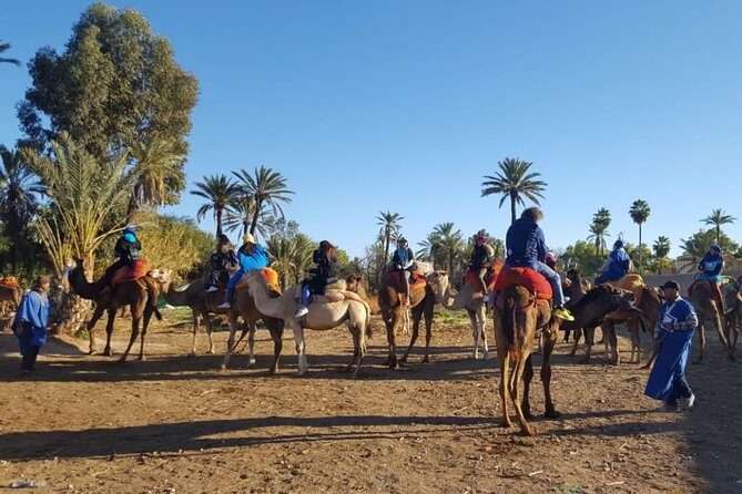 Marrakech Camel Ride at the Palm Groves - The Sum Up: Is This Camel Ride Worth It?