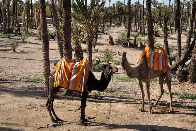 Marrakech Camel Ride Experience with Pick-up - Final Thoughts