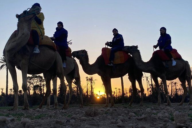 Marrakech camel ride in Palm grove - A Closer Look at the Camel Ride Experience