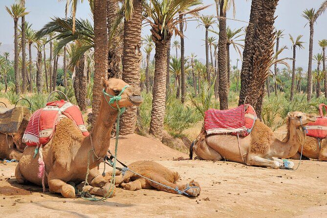 Marrakech Camel Ride in Palmeraie - An In-Depth Look at the Marrakech Camel Ride in Palmeraie