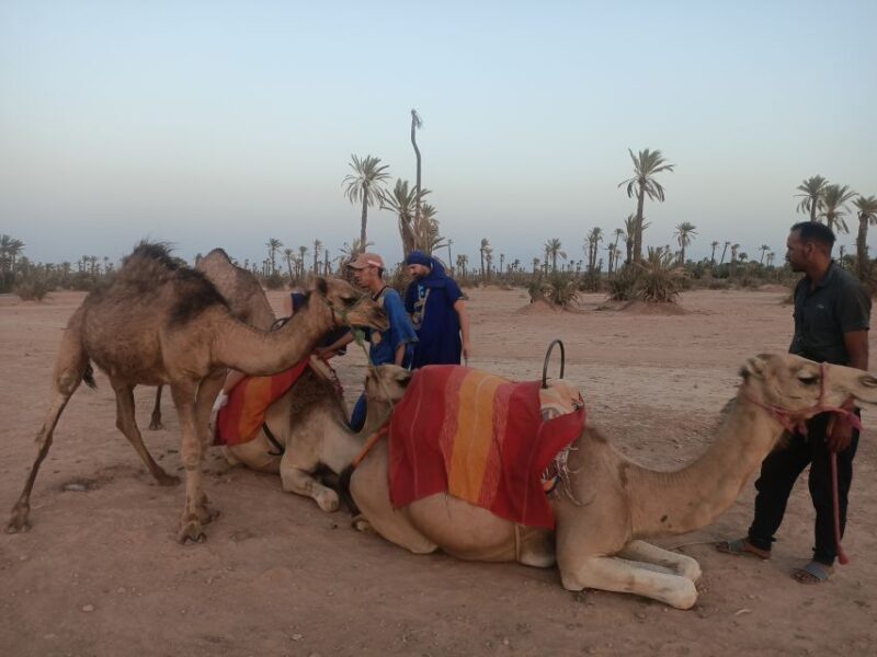 Marrakech camel ride in the palm grove - Introduction