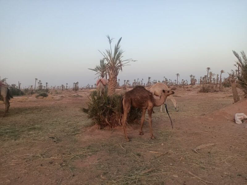 Marrakech camel ride in the palm grove - Key Points