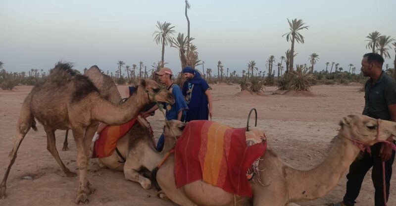 Marrakech camel ride in the palm grove - What’s Included and What’s Not