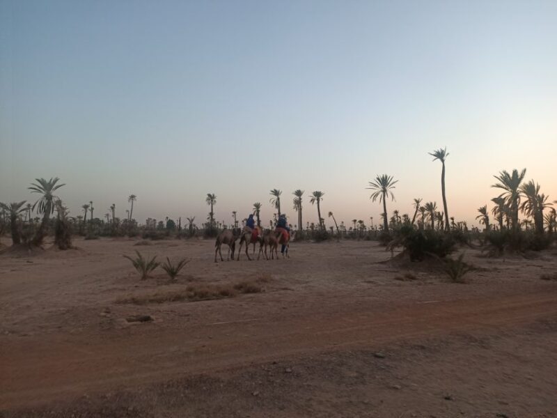 Marrakech camel ride in the palm grove - Real Traveler Insights