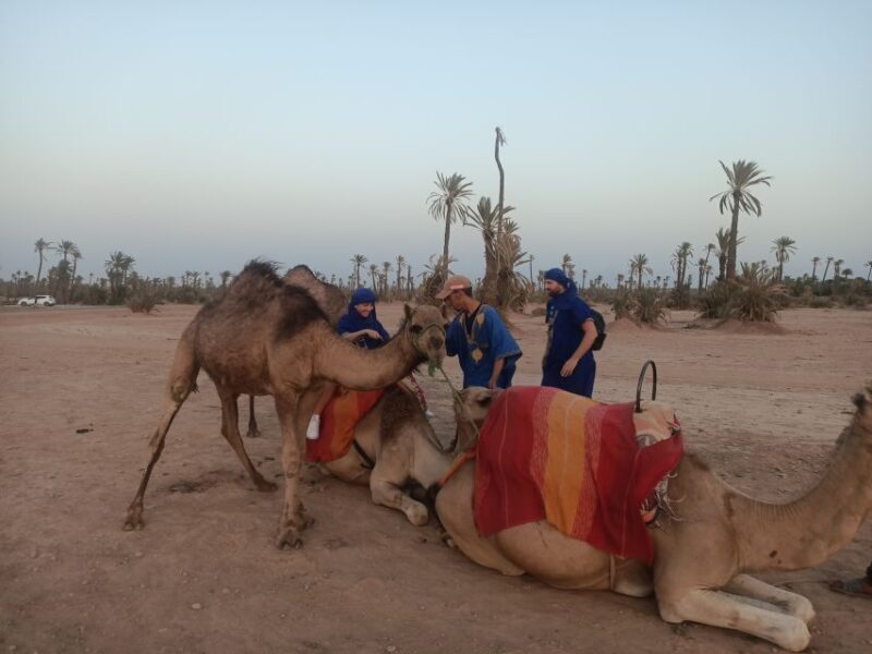 Marrakech camel ride in the palm grove - Practical Tips for a Great Experience